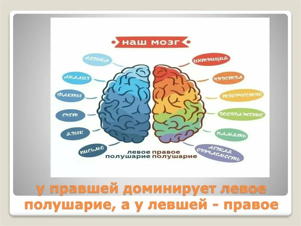 Левое полушарие у правшей. Левое и правое полушарие у левшей. Левша полушарие. Правое полушарие у левшей.