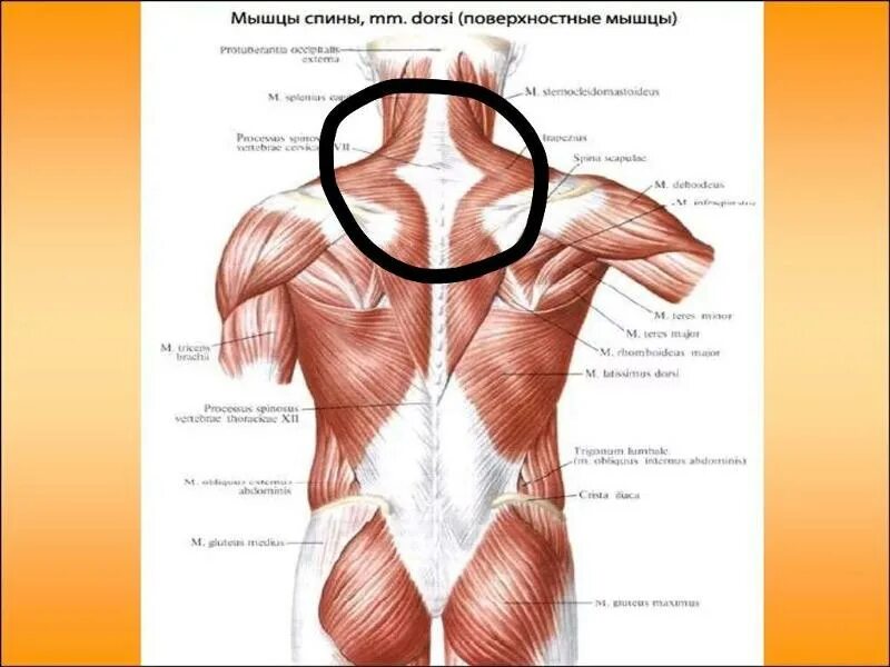 Ответы : Болит ниже затылка после жима лёжа