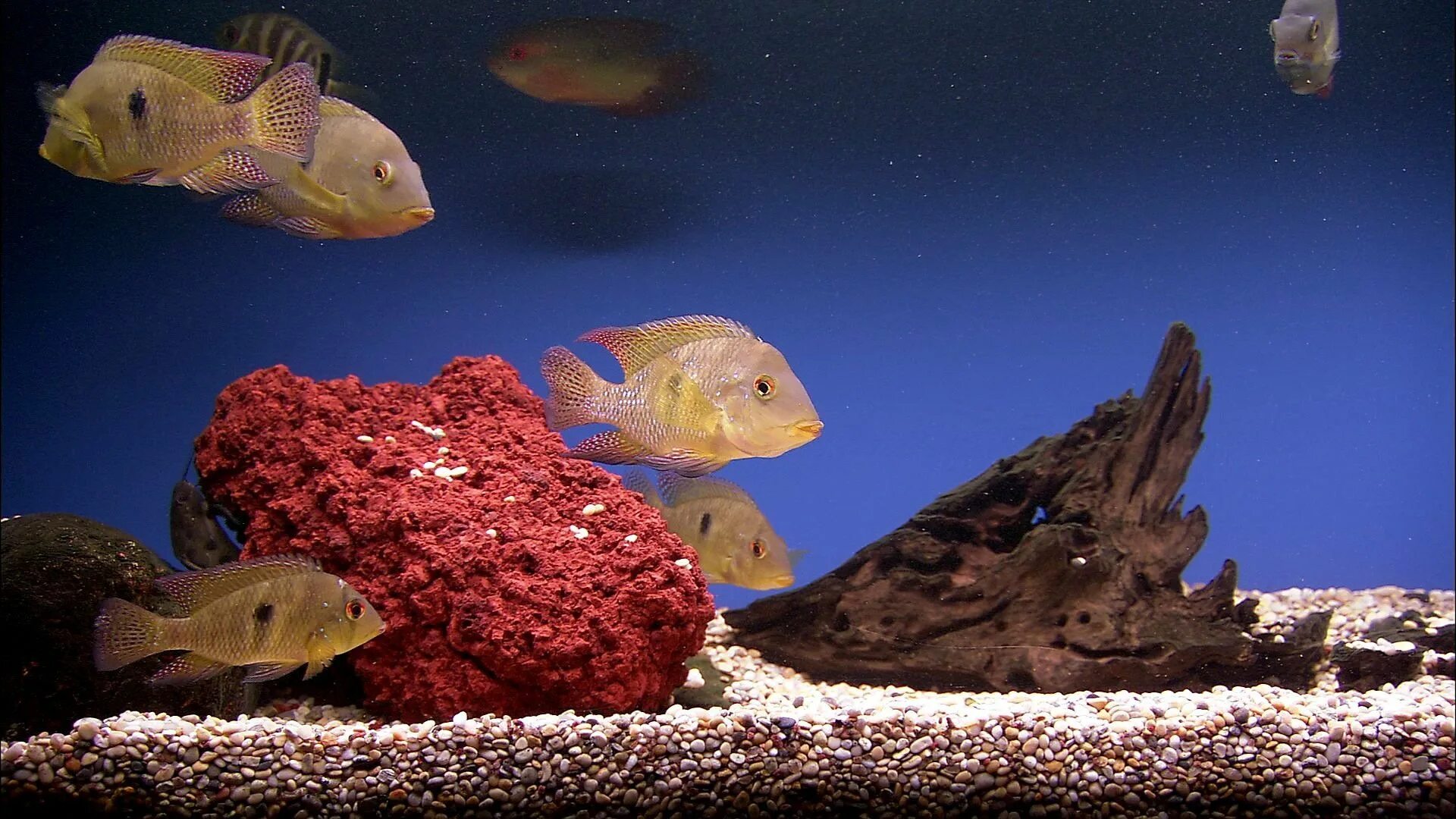 Рабочий стол рыбки живые. Хромис красавец аквариумная рыбка. Цихлиды рыбки. Хромис сине-зеленый. Живые рыбки.