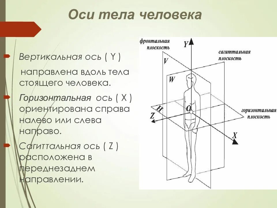 Ось внутри оси. Оси тела человека в анатомии. Фронтальная сагиттальная и продольная оси. Фронтальная сагиттальная и вертикальная оси. Оси вращения сагиттальная фронтальная.