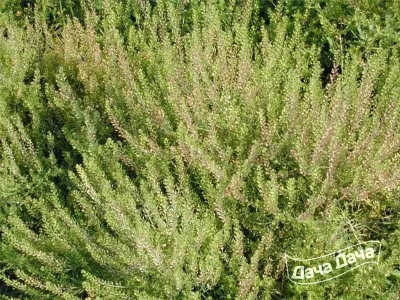 Клоповником мусорным (lepidium ruderale. Клоповник густоцветный распространение в республике алтай. Свойства клоповника. Клоповник мусорный сорняк. Свойства клоповника.
