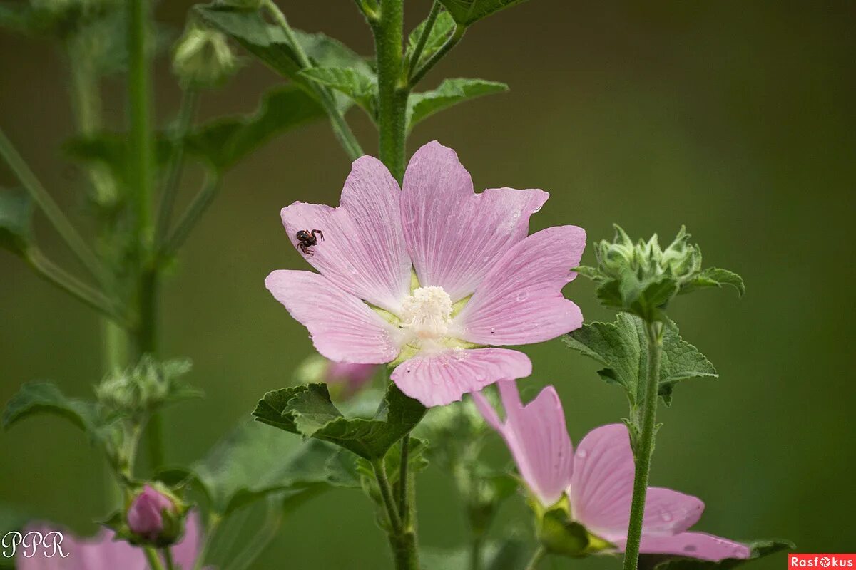 Алтей латынь. Алтей лекарственный трава. Алтей лекарственный (Althaea officinalis). Алтей голоцветный. Алтей полевой.