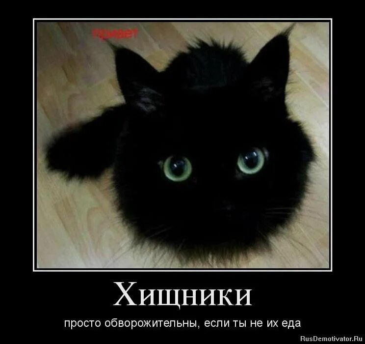 Ну простите просто. Коты демотиваторы. Прости картинки прикольные. Черный кот демотиватор. Извините картинки прикольные.