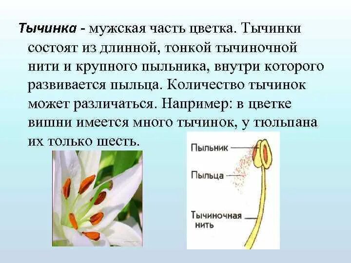 3 тычинка состоит из. 3 тычинка состоит из