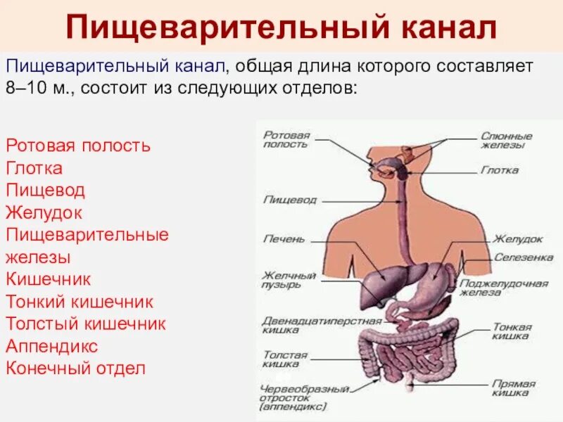 Состоит в следующем 1. Отделы пищеварительной системы человека схема. пищеварительный канал анатомия. строение и функции отделов пищеварительного канала. из чего состоит пищеварительный канал.