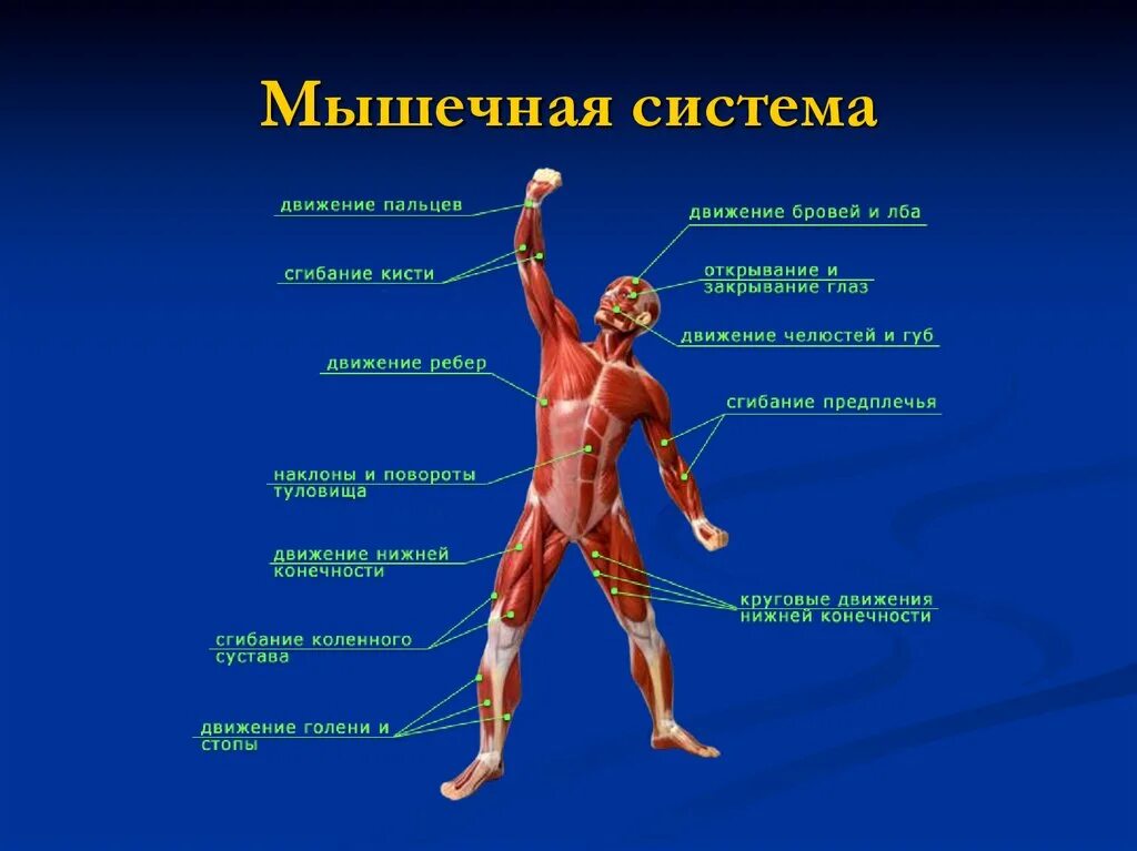 Какие органы относятся к внутренним