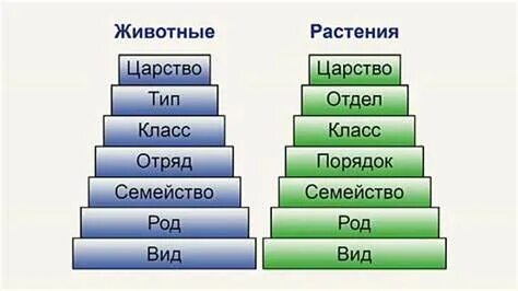 Систематические единицы в порядке укрупнения