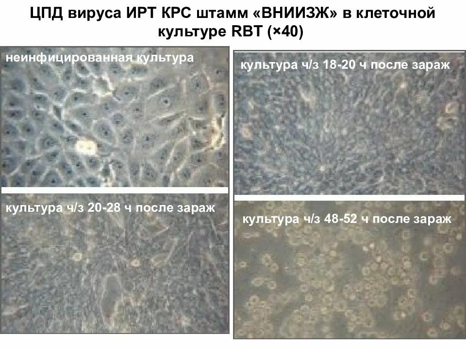 Инфекционный ринотрахеит скота. Культура клеток. Цитопатическое действие вирусов в культуре клеток. Вирус инфекционного ринотрахеита.