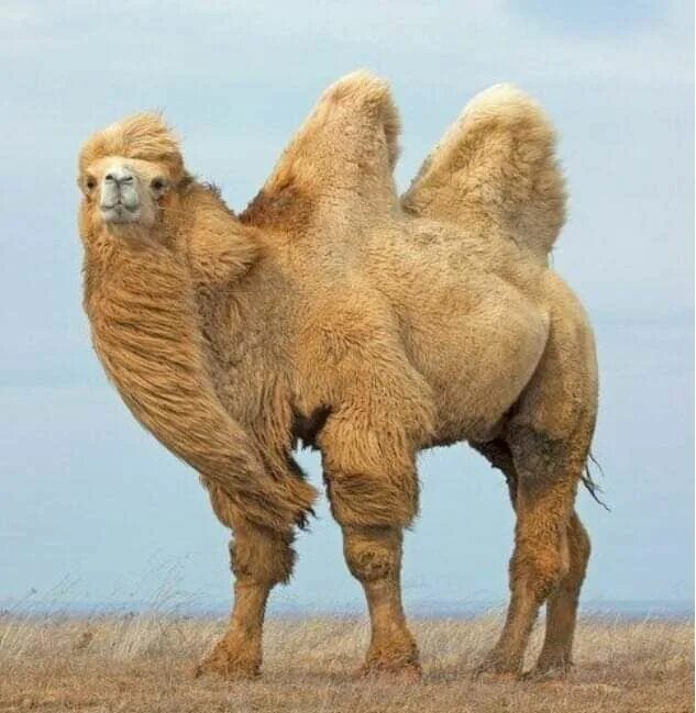 Типы верблюдов. Калмыцкий двугорбый верблюд. Двугорбый верблюд. Гонки на верблюдах. Типы верблюдов.