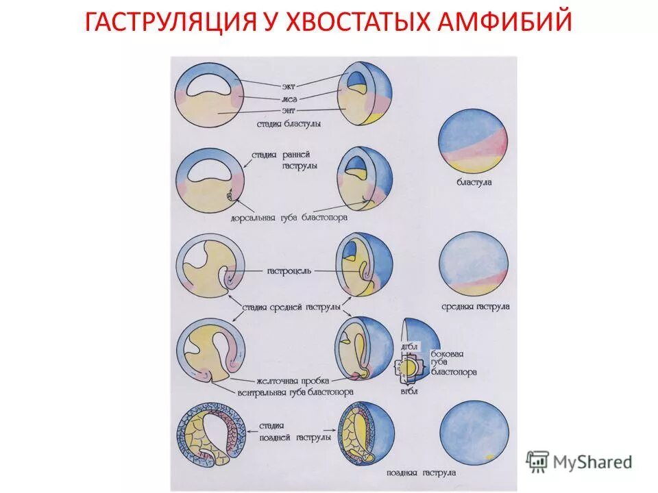 способы гаструляции у амфибий. эмбриогенез амфибий гаструляция. этапы гаструляции амфибий. механизмы гаструляции у земноводных. гаструляция у амфибий.