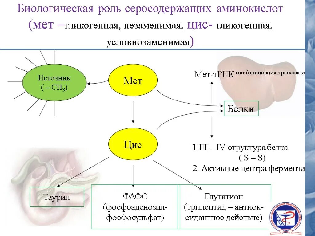 Клетки состоят из аминокислот. Схема обмена серосодержащих аминокислот. Биологическая роль серосодержащих аминокислот. Биороль аминокислот биохимия. Метаболизм серосодержащих аминокислот.