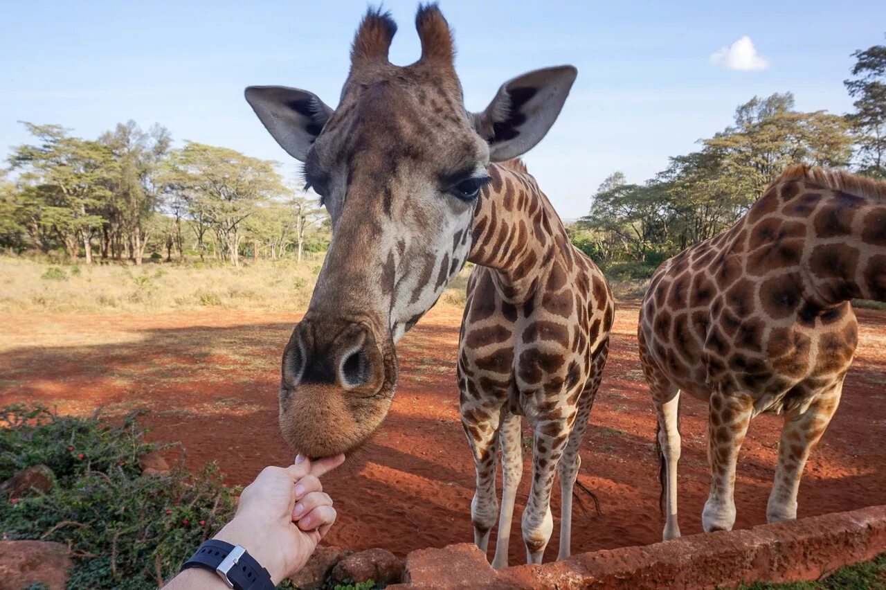 Жираф Манор Кения. Центр Жирафов Кения — Найроби. Giraffe Manor Найроби. Парк Жирафов в Найроби. Жирафов звуко