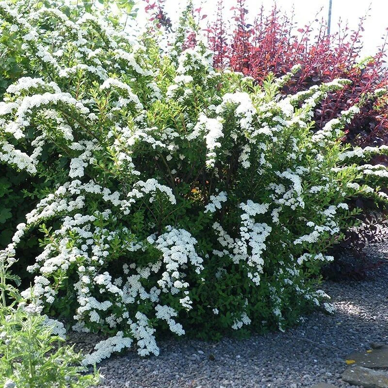 Спирея Сноумаунд. Спирея ниппонская Сноумаунд. Спирея ниппонская Spiraea nipponica. Спирея ниппонская Гелвес.