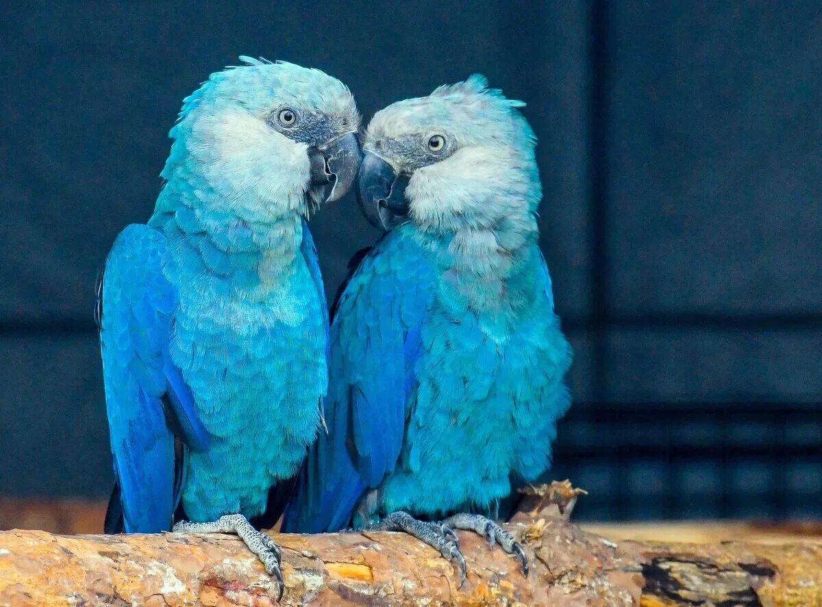 Сколько попугаев в мире. Голубой попугай ара. Ара Спикса попугай. Голубой ара Спикса. Голубой ара (Cyanopsitta spixii).