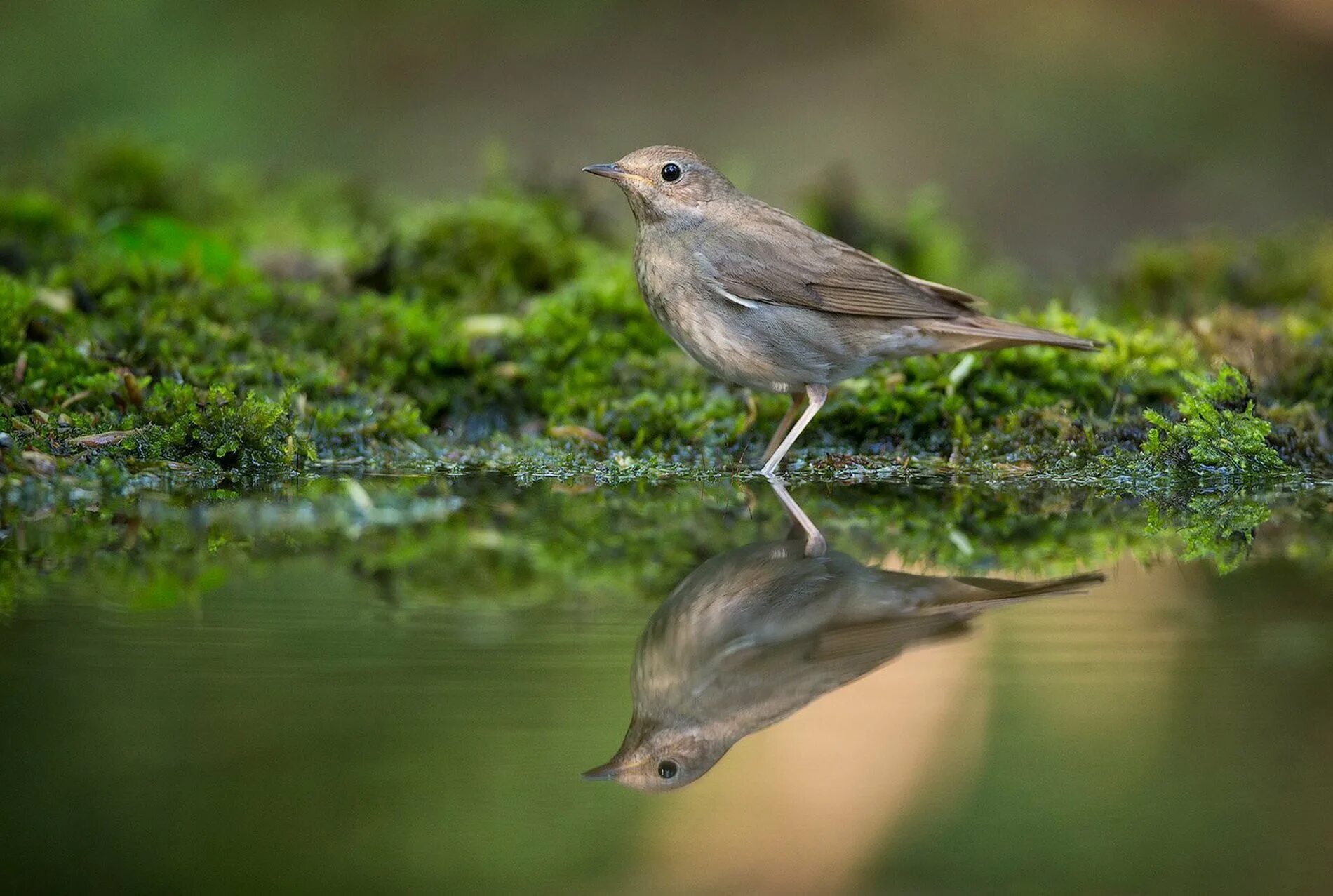 Уссурийская тайга соловей свистун. Соловей живет в лесу. Соловей кубани. Соловей (luscinia luscinia). Обыкновенный соловей luscinia luscinia.