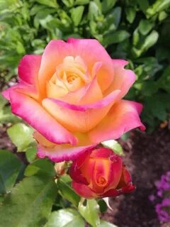 Rose stream
