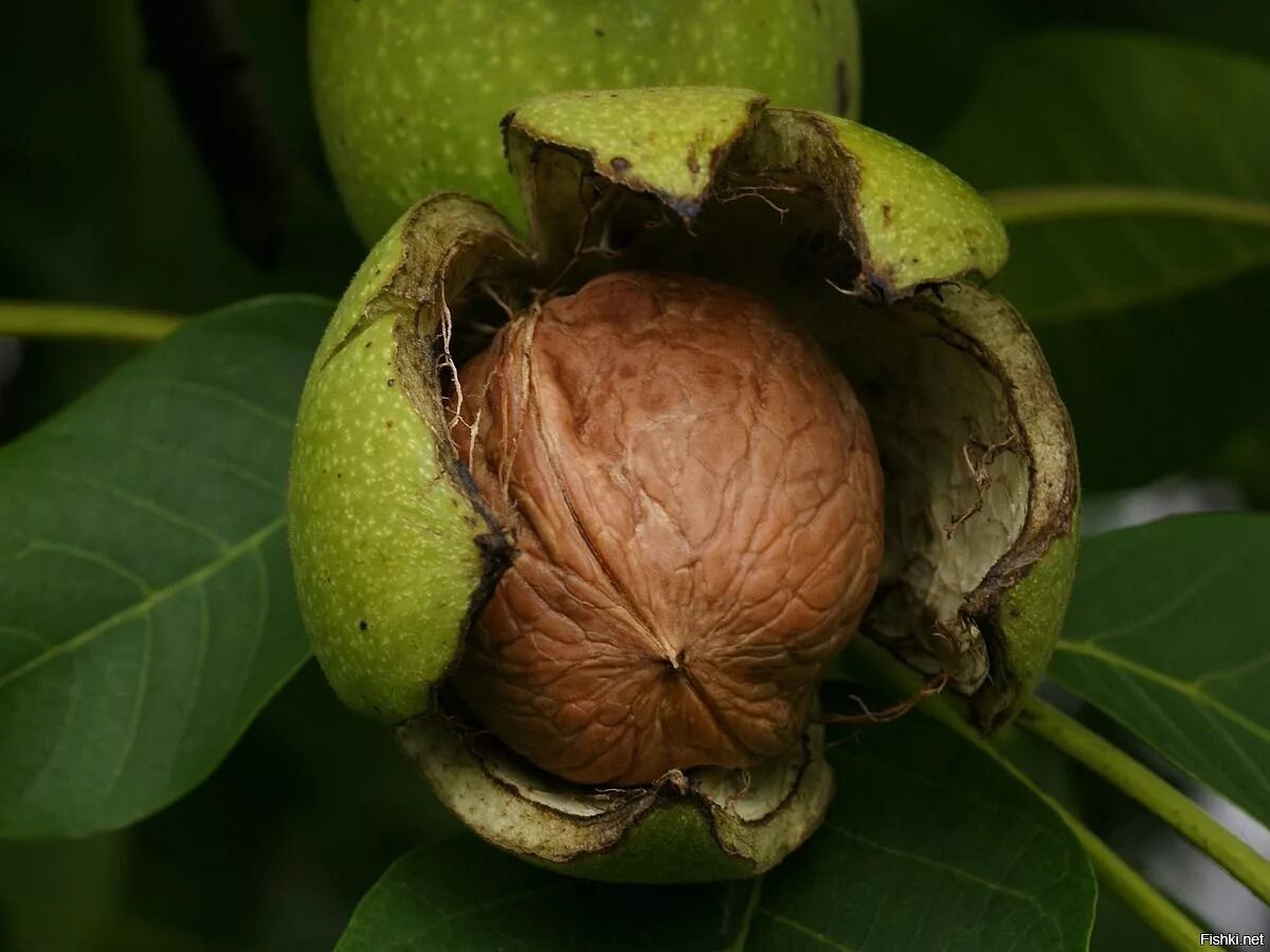 Сколько растет орех. Орех грецкий (Juglans Regia). Грецкий орех Битюг. Грецкий орех идеал. Костянка грецкого ореха.