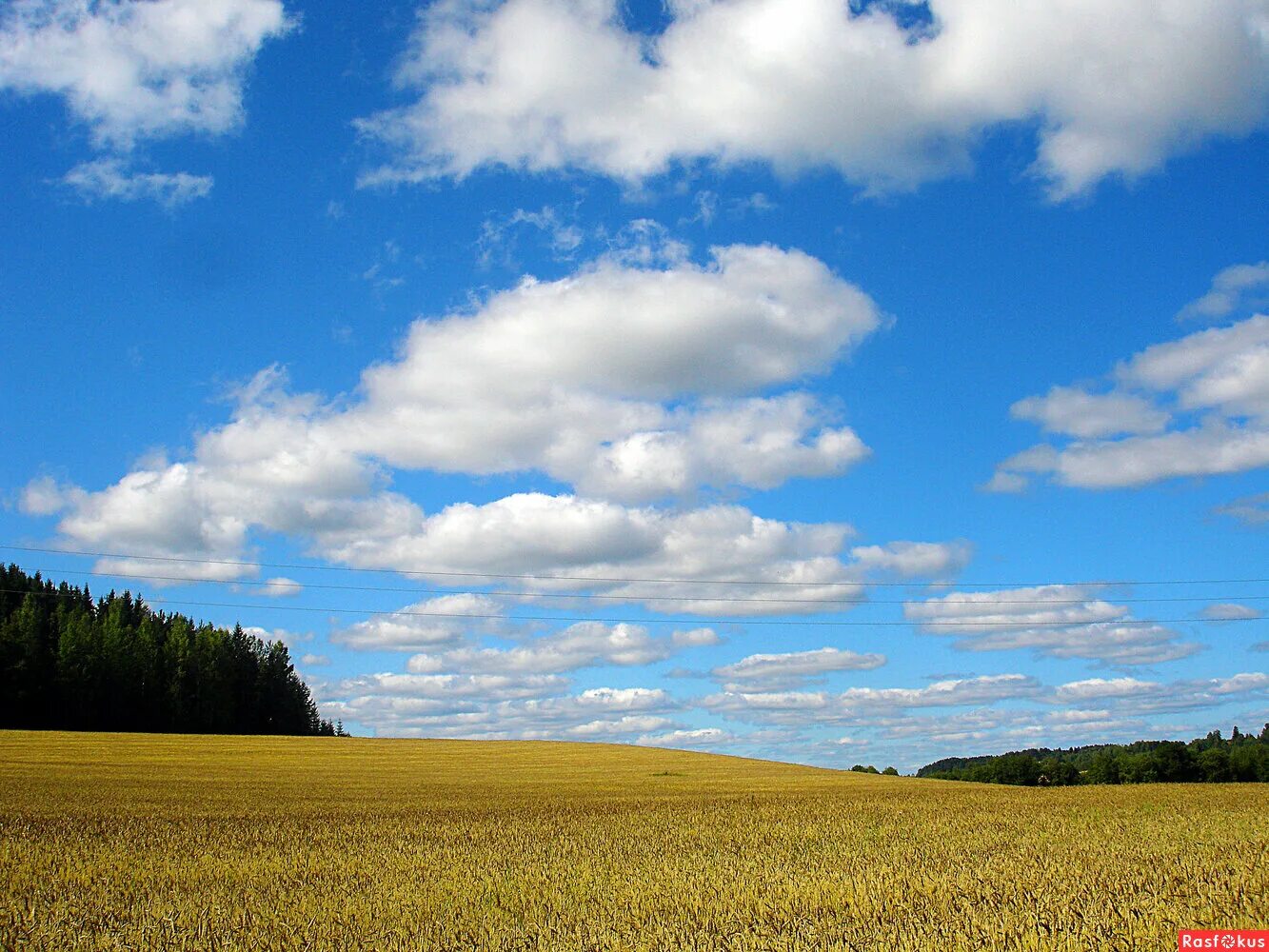 холмы перелески луга. раздолье полей. россия раздолье. просторы россии. поле деревня раздолье.