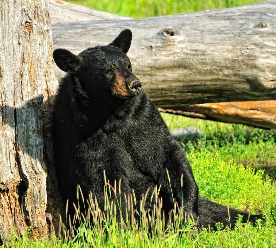 Барибал (Ursus americanus). Американский черный медведь (Ursus americanus). Барибал медведь. Медведи-барибалы (Ursus americanus).