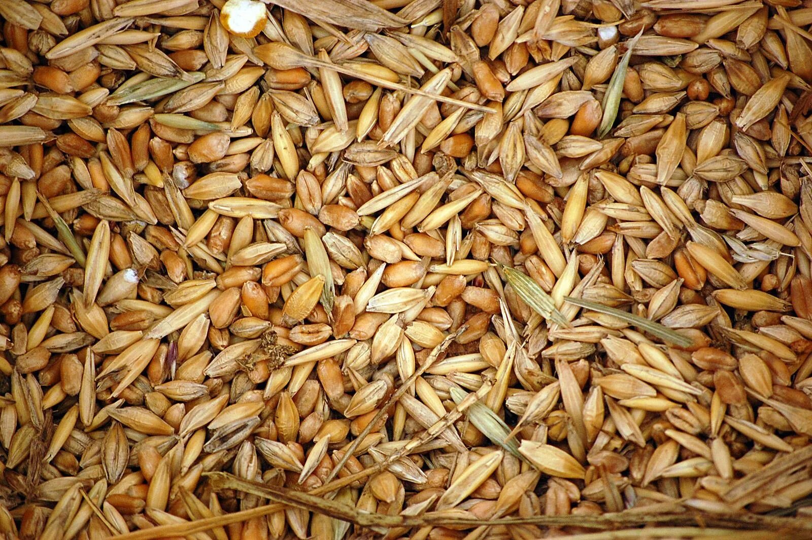 Овес тонна. Зерносмесь ячмень пшеница. Пшеница ячмень ,Вика зерносмесь. Зерносмесь (пшеница+ячмень+кукуруза зерно+семечки). Зерноотходы кукурузы 1 сорт.