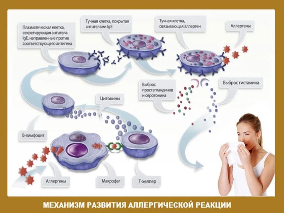 Клеточные механизмы развития аллергических реакций.. Механизм возникновения аллергической реакции схема. Механизм действия аллергической реакции. Механизм развития аллергической реакции 1 типа. Реакция организма клетки на