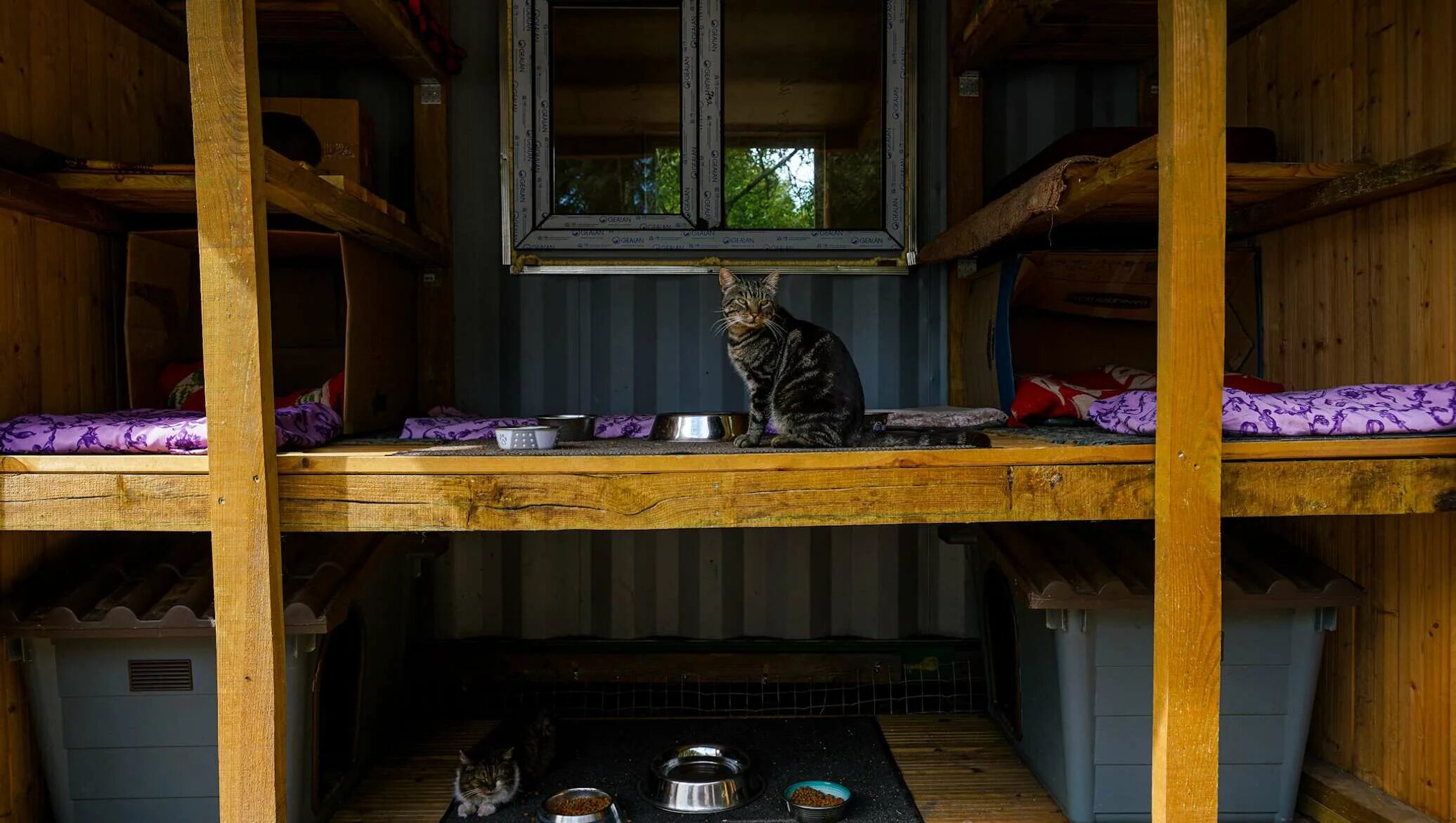 Приют котик. Приют для котов. кошачий приют латвия. приюты для животных латвия. маленький мир кошек приют америка.