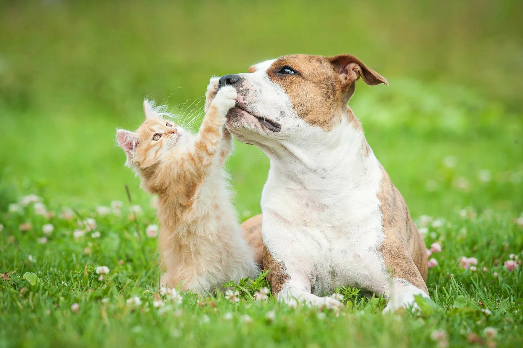 Dog and cat playing. Кошки и собаки. Счастливые животные. Кошка и собака на природе. Счастливые кот и собака.