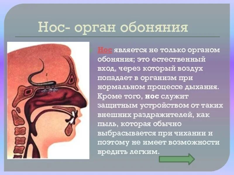 узнай подробнее о строении и работе наших. узнай подробнее о строении и работе наших. подробробнее о стпоениее и работе наших органов чувств. интересные факты о организмов чувств. узнай подробнее о строении и работе наших.