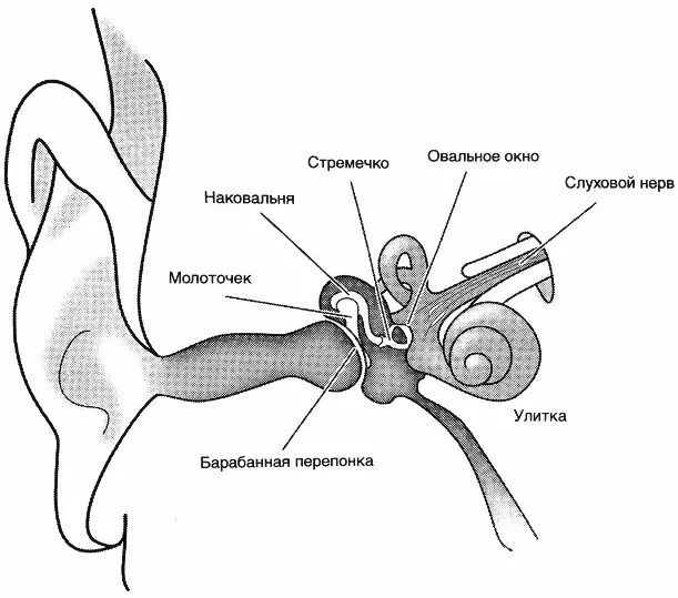 Барабанная перепонка овальное окошко стремечко. Строение стремечко уха. Строение молоточка наковальни и стремечка. Стремечко наковальня и молоточек овальное окно. Строение молоточка уха.