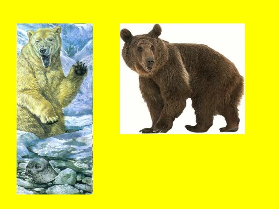 Географическая изоляция. Географическая изоляци. Эволюция географическая изоляция. Экологический вид бурого медведя.