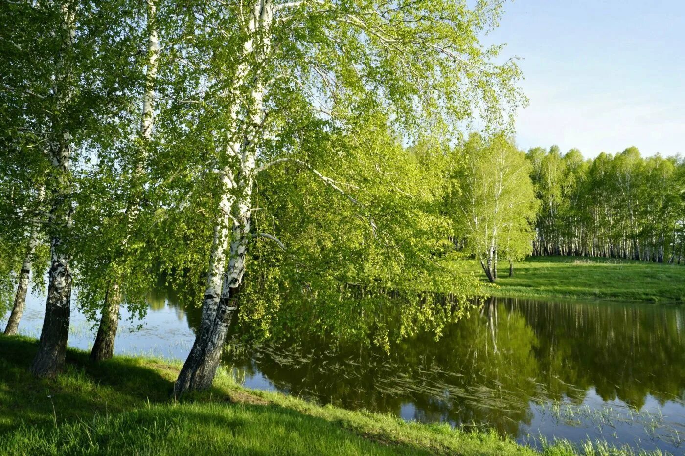 Храм озера березка россия. Березовая роща озеро ивановская область. Березовый лес в тумане. Березовая роща тутаев. За тихой рекою в березовой.