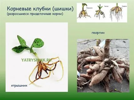 Указанием корень