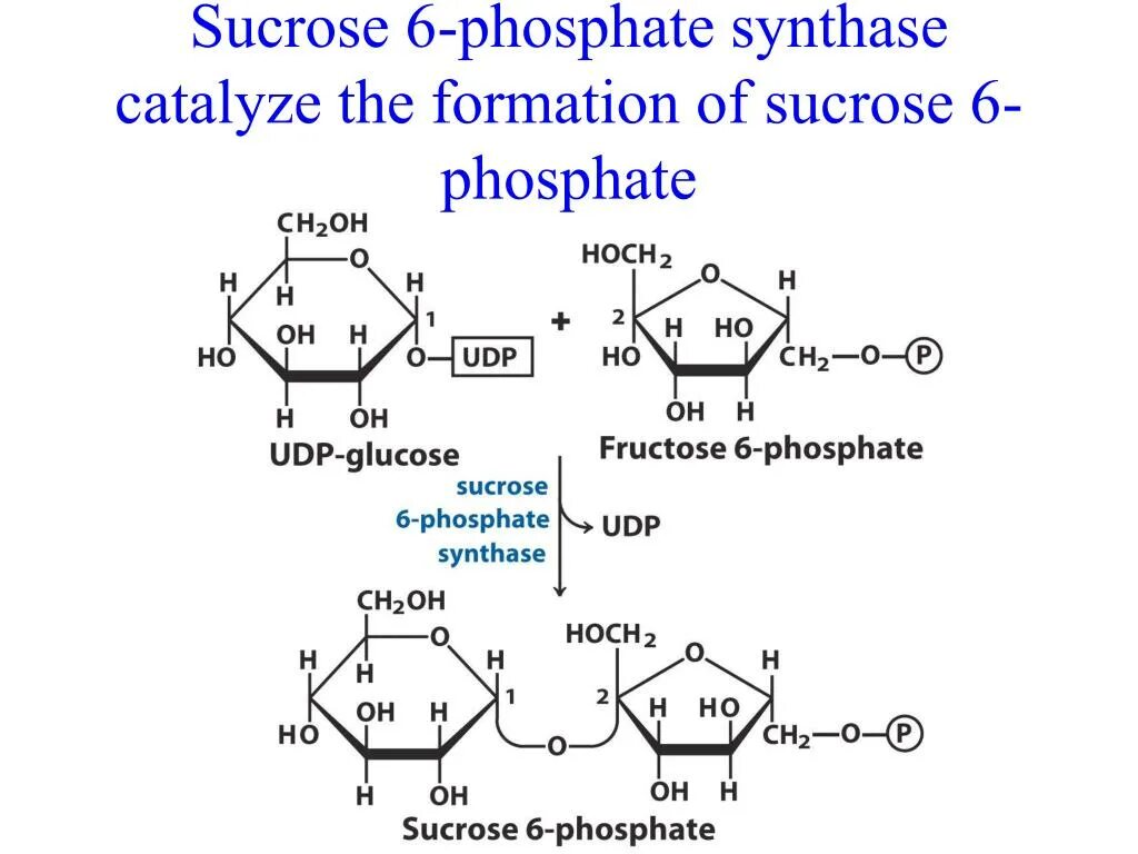 Геншин sucrose. Сахароза Геншин. Сахароза 6 фосфат. Сахароза Геншин референс. Геншин алхимический прорыв экзамен сахарозы