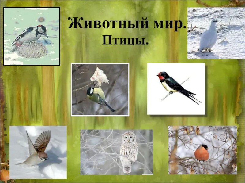 Проект окружающий мир разнообразие природы воронежского края