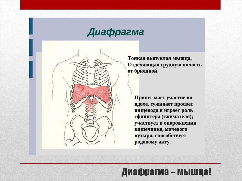 Три диафрагмы у человека. Диафрагма мышца. Диафрагмальная мышца. Спазм диафрагмы. Мышцы антагонисты диафрагмы.