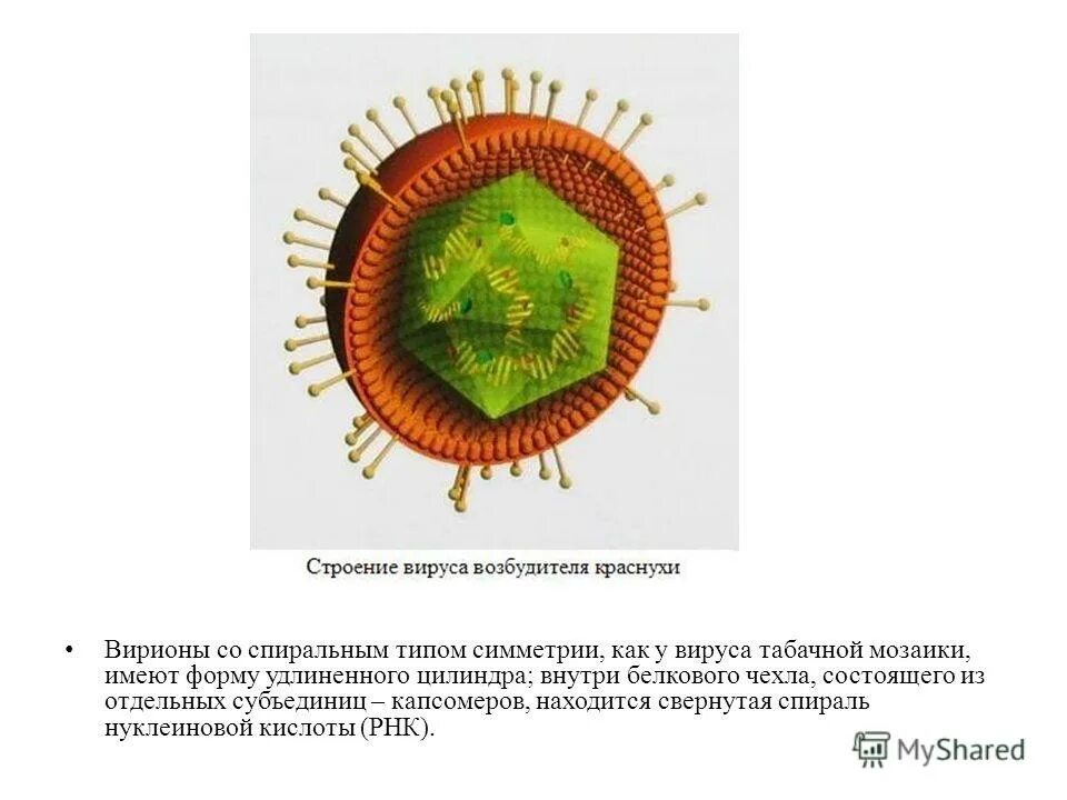 Вирус краснухи строение вириона. Вирус кори строение. Вирус краснухи относится. Вирус краснухи относится. Вирус краснухи относится.