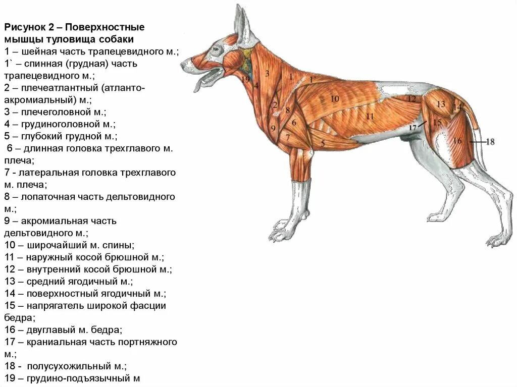 Сухожилие животных. Поверхностные мышцы туловища собаки. Мышечная система собаки схема. Мышцы туловища собаки анатомия. Мышечная анатомия собаки.
