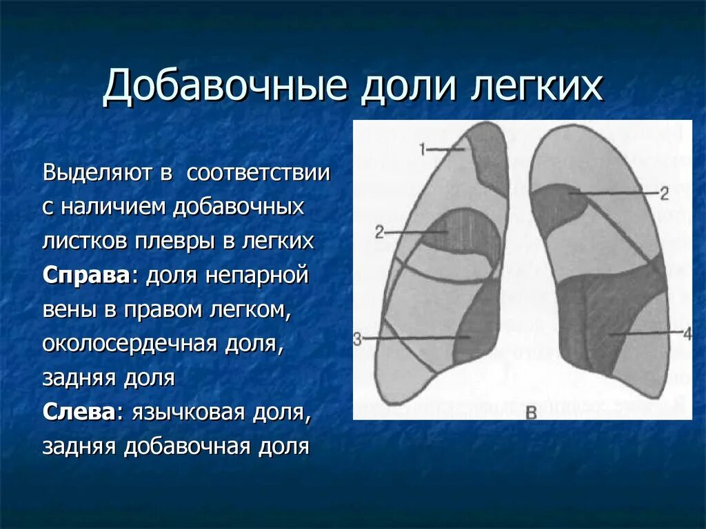 Доли легкого на рентгенограмме. Добавочные доли легких.