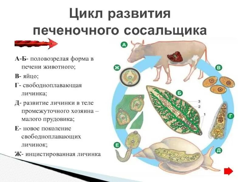 Образ жизни печеночного сосальщика