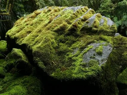 Moss rocks