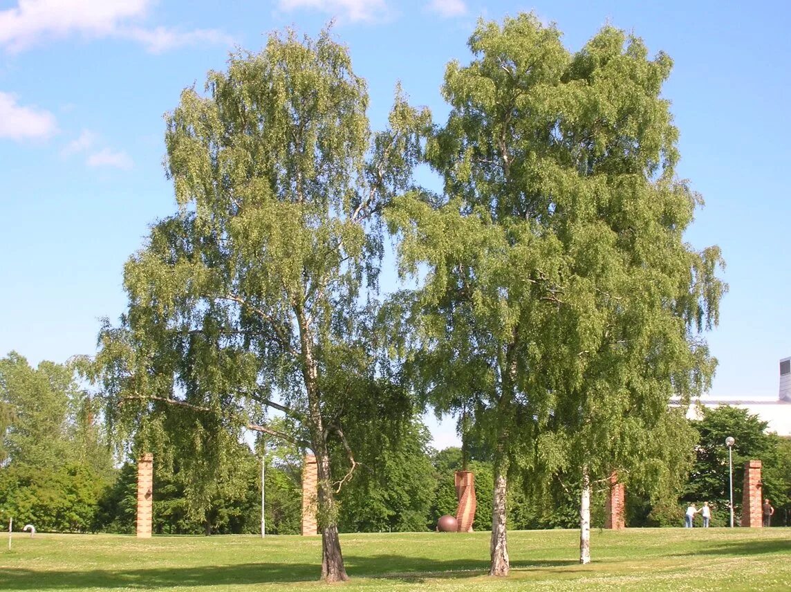 Береза повислая (бородавчатая). Береза повислая Betula pendula. Береза повислая и береза бородавчатая. Береза бородавчатая Betula. Береза какой форме