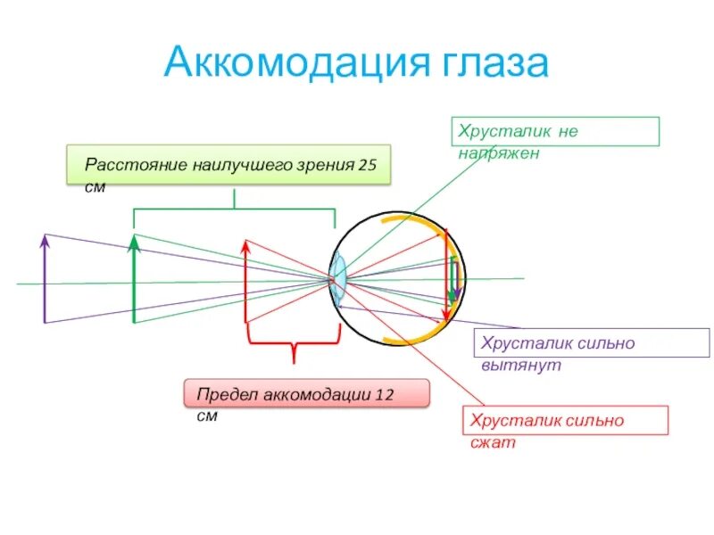 Расстояние аккомодации. Аккомодация глаза. Аккомодация глаза схема. Предел аккомодации глаза. Аккомодационные структуры глаза.