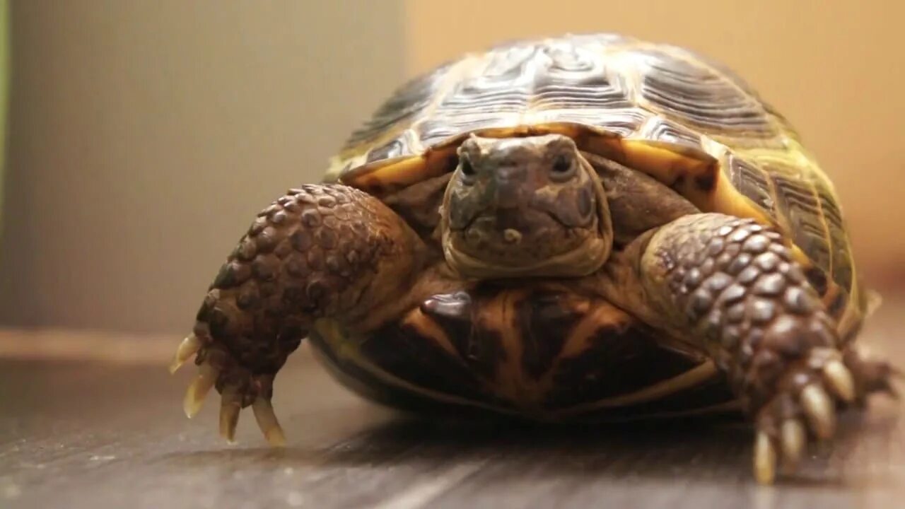 Питомцы черепахи. Среднеазиатская красноухая черепаха. Сухопутная сухопутная черепаха. Сухопутная черепаха питомец. Черепашка домашняя сухопутная.