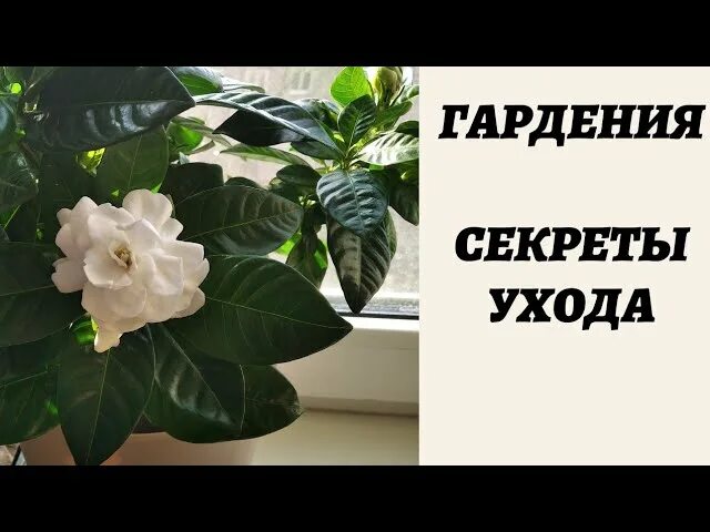 Гардения как ухаживать в домашних. Гардения жасминовидная увлажнение. Дилемма Гардения жасминовидная. Гардения жасминовидная как ухаживать. Гардения Монарх.