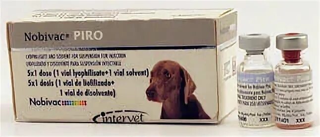 Отзывы о вакцинах для собак. Пиродог вакцина. Вакцина от пироплазмоза для собак. Нобивак. Вакцина Нобивак для собак.