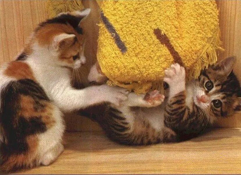 Котята играют на полу. Котята играют друг с другом. Котенок балуется. Коты играются друг с другом. Котята шалят.