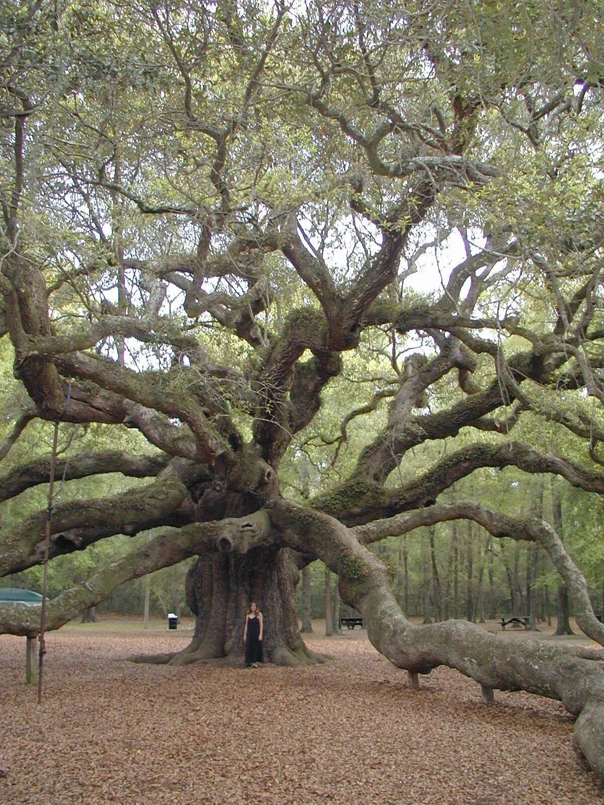 Дерево ис. Дуб ангела Чарльстон США. Миссисипи деревья. Quercus virginiana. Live Oak Tree дерево.