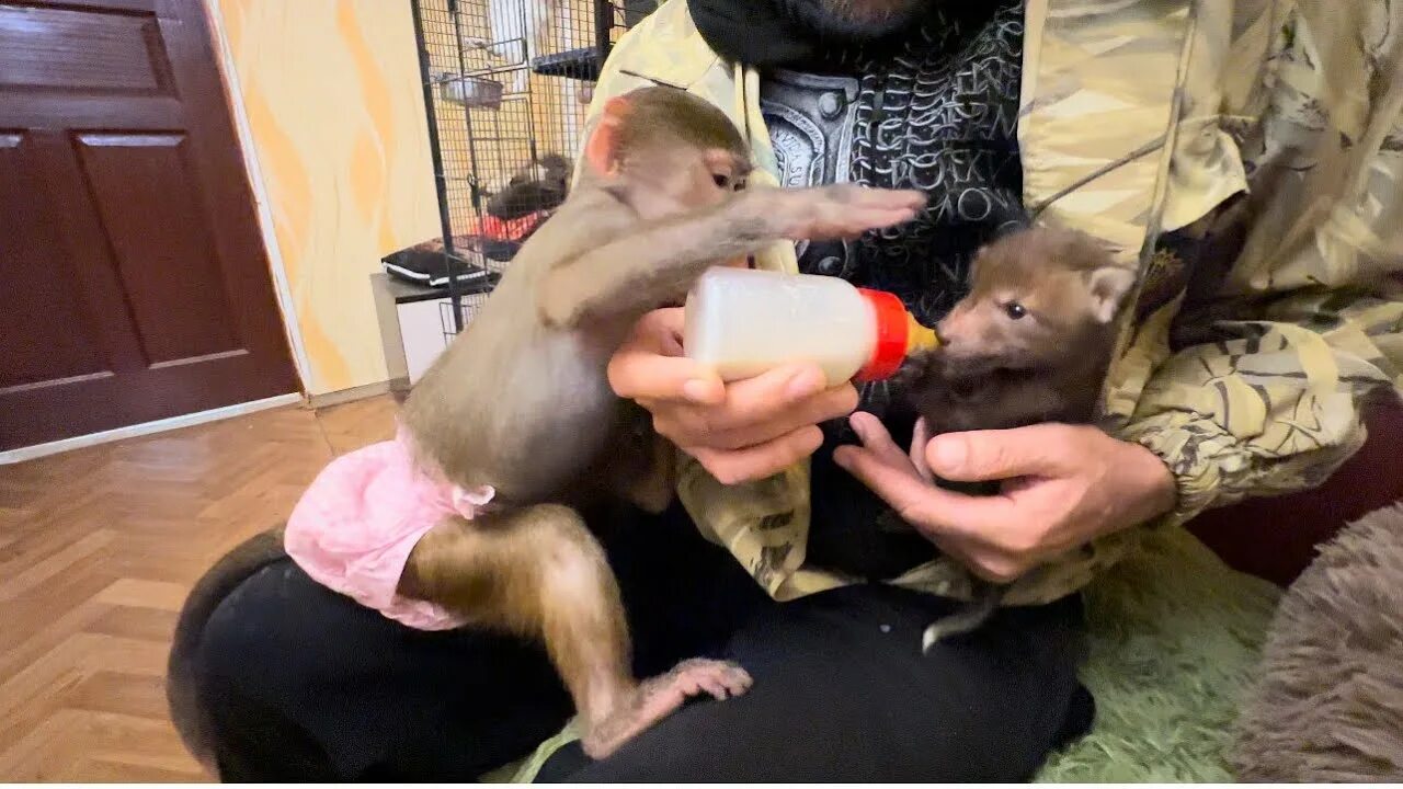 Гамадриленыш люся. Люська гамадрил тайган. Гамадрил люська новости. Люська гамадрил тайган. Люся гамадриленыш тайган.