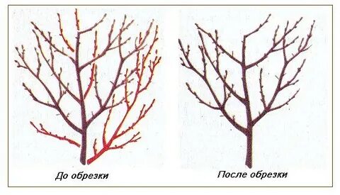 Обрезка вишня слива