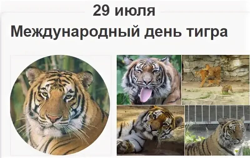 Когда будет день тигра